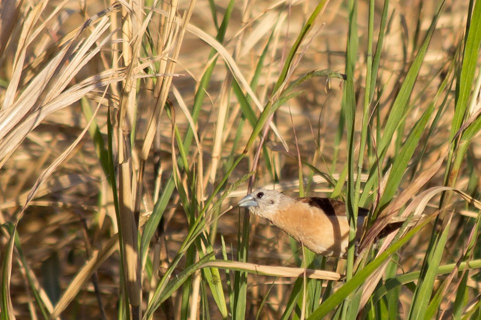 Yellow-rumped Mannikin (Lonchura flaviprymna)